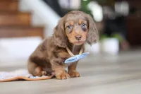 Champ , a male Miniature Dachshund for sale in Walnut Creek, OH – Photo 1 of 10