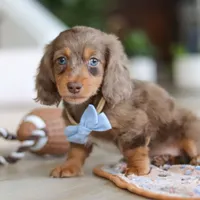 Champ , a male Miniature Dachshund for sale in Walnut Creek, OH – 3 of 10