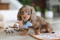 Champ , a male Miniature Dachshund for sale in Walnut Creek, OH – Photo 3 of 10
