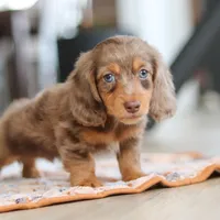 Champ , a male Miniature Dachshund for sale in Walnut Creek, OH – 4 of 10