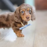 Champ , a male Miniature Dachshund for sale in Walnut Creek, OH – 8 of 10