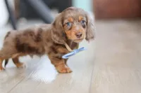 Champ , a male Miniature Dachshund for sale in Walnut Creek, OH – Photo 8 of 10
