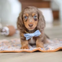 Champ , a male Miniature Dachshund for sale in Walnut Creek, OH – 7 of 10