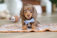 Champ , a male Miniature Dachshund for sale in Walnut Creek, OH – Photo 7 of 10