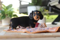 Arthur, a male Miniature Dachshund for sale in Walnut Creek, OH – 5 of 9