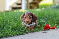 Chloe, a female Miniature Dachshund for sale in Walnut Creek, OH – 2 of 10