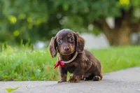 Charlie, a male Miniature Dachshund for sale in Walnut Creek, OH – 9 of 10
