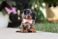 Cora, a female Miniature Dachshund for sale in Walnut Creek, OH – 7 of 10