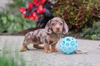 Ivy, a female Miniature Dachshund for sale in Walnut Creek, OH – 7 of 10
