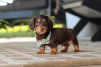 Warren , a male Miniature Dachshund for sale in Walnut Creek, OH – 4 of 10
