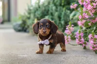 Lila, a female Miniature Dachshund for sale in Walnut Creek, OH – 3 of 10