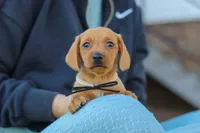 Bentley, a male Miniature Dachshund for sale in Walnut Creek, OH – 5 of 10
