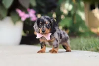Cora, a female Miniature Dachshund for sale in Walnut Creek, OH – 5 of 10