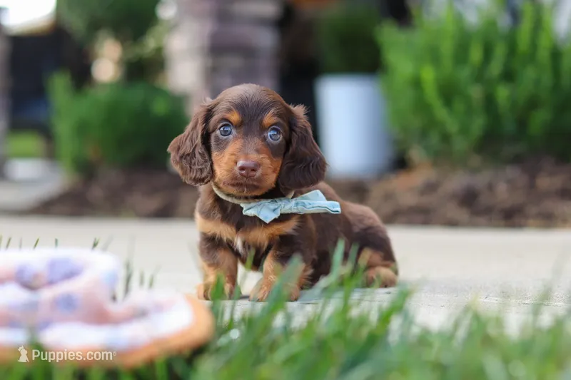 Everett – Miniature Dachshund puppy for sale in Walnut Creek, OH