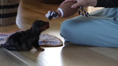 Dallas , a male Miniature Dachshund for sale in Walnut Creek, OH – 8 of 8