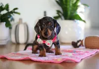 Milly, a female Miniature Dachshund for sale in Walnut Creek, OH – Photo 4 of 10