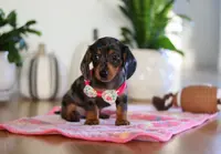 Milly, a female Miniature Dachshund for sale in Walnut Creek, OH – Photo 5 of 10