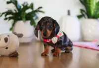 Milly, a female Miniature Dachshund for sale in Walnut Creek, OH – Photo 6 of 10