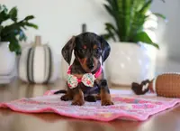 Milly, a female Miniature Dachshund for sale in Walnut Creek, OH – Photo 9 of 10