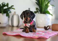 Milly, a female Miniature Dachshund for sale in Walnut Creek, OH – Photo 7 of 10
