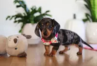 Milly, a female Miniature Dachshund for sale in Walnut Creek, OH – Photo 2 of 10