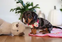 Milly, a female Miniature Dachshund for sale in Walnut Creek, OH – Photo 8 of 10