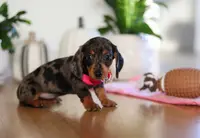 Milly, a female Miniature Dachshund for sale in Walnut Creek, OH – Photo 1 of 10