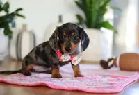 Milly, a female Miniature Dachshund for sale in Walnut Creek, OH – Photo 10 of 10