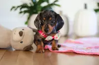 Milly, a female Miniature Dachshund for sale in Walnut Creek, OH – Photo 3 of 10