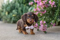 Lila, a female Miniature Dachshund for sale in Walnut Creek, OH – 9 of 10