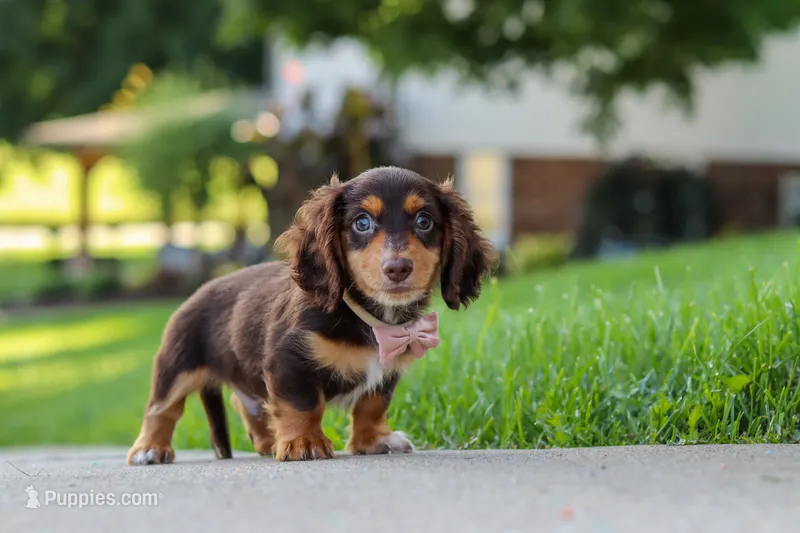 Grover – Miniature Dachshund puppy for sale in Walnut Creek, OH