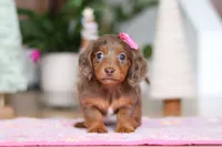 Elsa, a female Miniature Dachshund for sale in Walnut Creek, OH – Photo 1 of 8