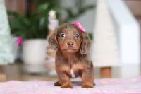 Elsa, a female Miniature Dachshund for sale in Walnut Creek, OH – Photo 6 of 8