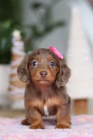 Elsa, a female Miniature Dachshund for sale in Walnut Creek, OH – Photo 7 of 8