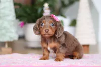 Elsa, a female Miniature Dachshund for sale in Walnut Creek, OH – Photo 3 of 8