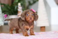 Elsa, a female Miniature Dachshund for sale in Walnut Creek, OH – Photo 5 of 8
