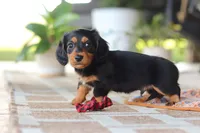 Arthur, a male Miniature Dachshund for sale in Walnut Creek, OH – 3 of 9