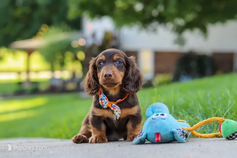 Everett – Miniature Dachshund puppy for sale in Walnut Creek, OH