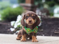 Toby, a male Dachshund for sale in Walnut Creek, OH – Photo 5 of 6