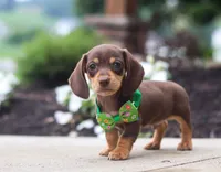 Toby, a male Dachshund for sale in Walnut Creek, OH – Photo 2 of 6