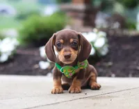 Toby, a male Dachshund for sale in Walnut Creek, OH – Photo 3 of 6