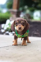 Toby, a male Dachshund for sale in Walnut Creek, OH – Photo 6 of 6