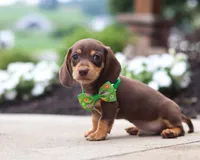 Toby, a male Dachshund for sale in Walnut Creek, OH – Photo 4 of 6