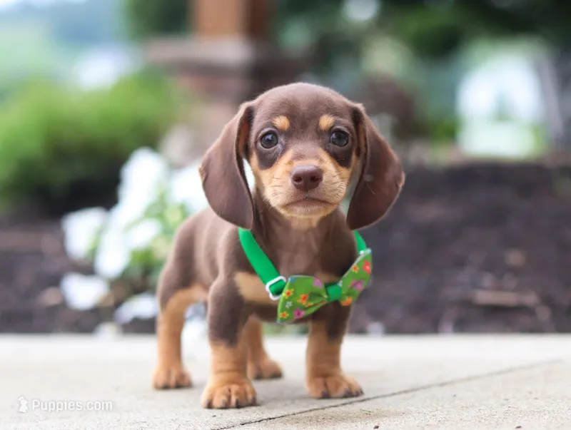 Toby, a male Dachshund for sale in Walnut Creek, OH – Photo 1 of 6