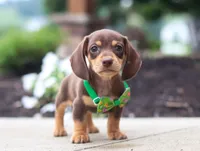 Toby, a male Dachshund for sale in Walnut Creek, OH – Photo 1 of 6