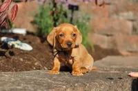 Bentley, a male Miniature Dachshund for sale in Walnut Creek, OH – 8 of 10