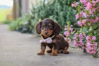 Lila, a female Miniature Dachshund for sale in Walnut Creek, OH – 4 of 10