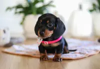 Misty, a female Miniature Dachshund for sale in Walnut Creek, OH – Photo 6 of 7