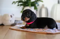 Misty, a female Miniature Dachshund for sale in Walnut Creek, OH – Photo 2 of 7