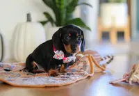 Misty, a female Miniature Dachshund for sale in Walnut Creek, OH – Photo 4 of 7